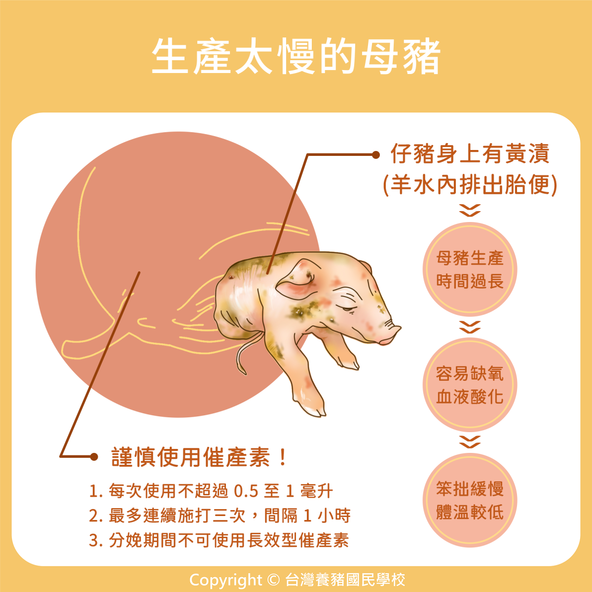 母豬｜104. 生產太慢的母豬| 優豬可尋