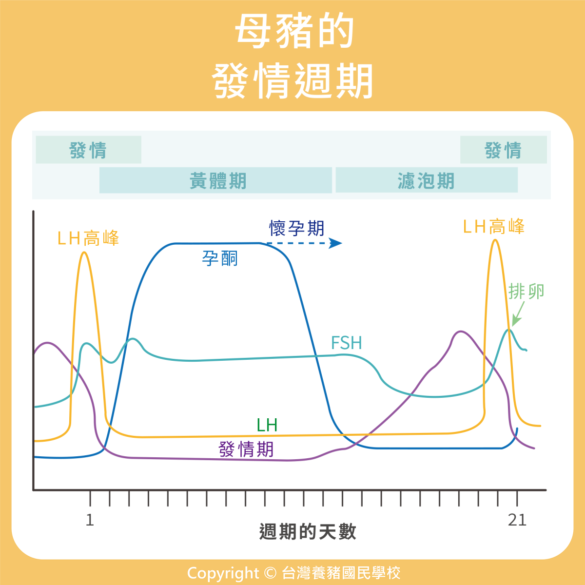 母豬|80. 母豬的發情週期 | 優豬可尋